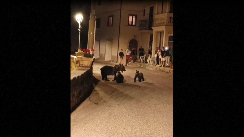 Una osa se pasea con sus oseznos por un pueblo italiano ante la atónita mirada de los vecinos
