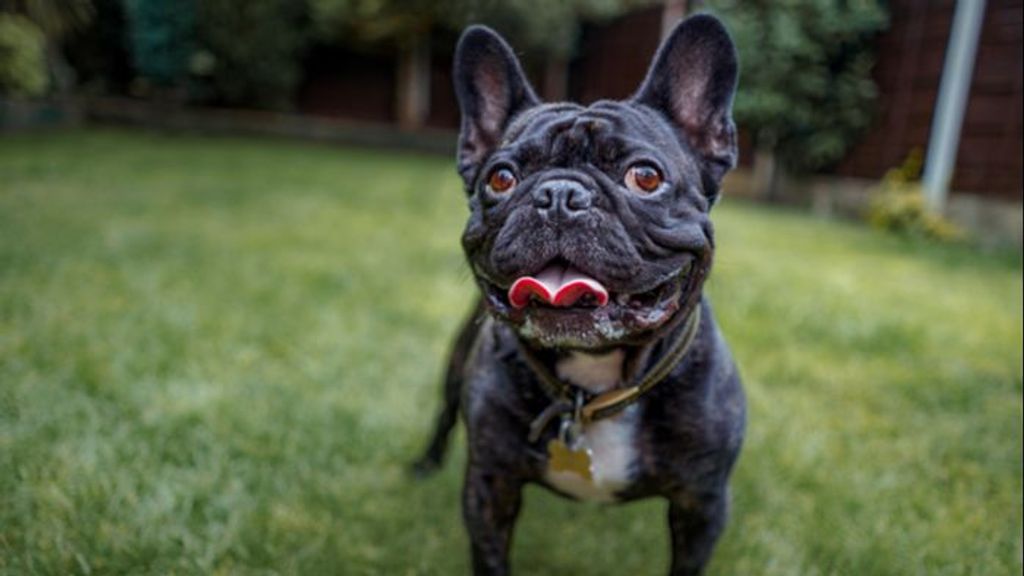 Un niño de 10 años, herido tras intentar salvar a su hermano menor del ataque de un Bulldog en Gales