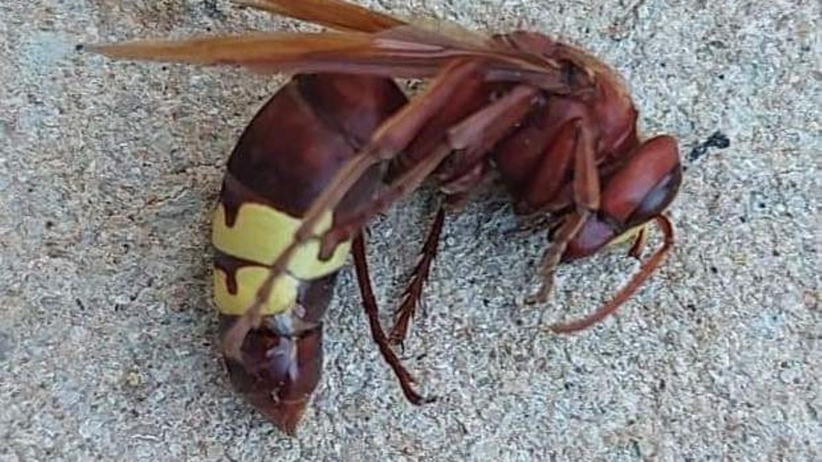 Avispa asiática encontrada en Jaén.