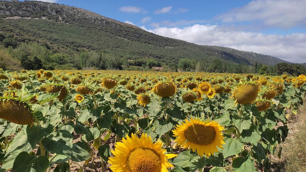 Archivo - Plantación de girasoles