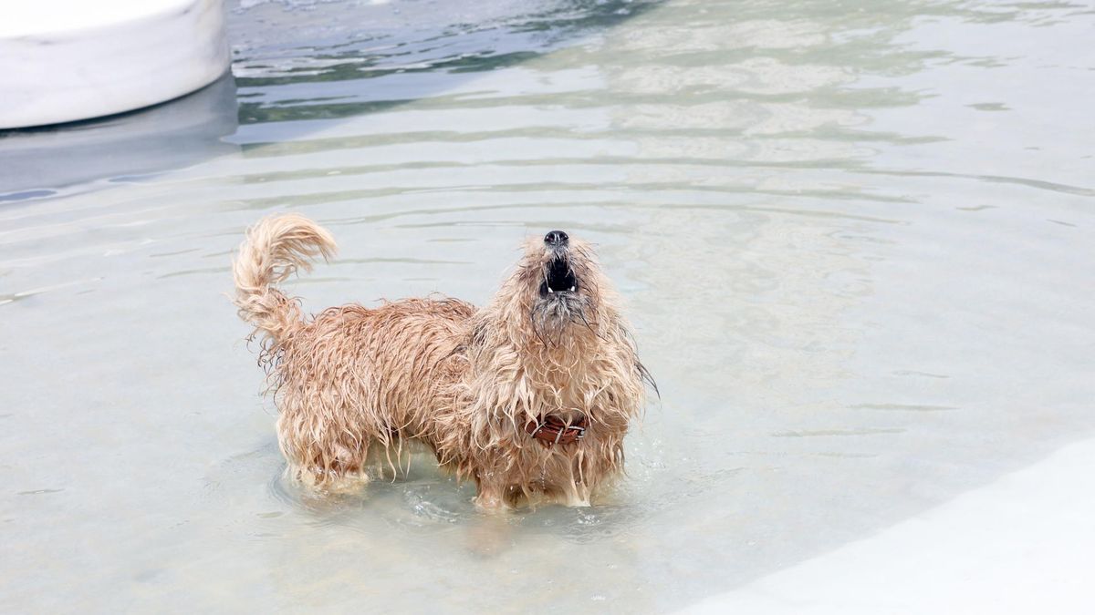 Un perro se refresca en una fuente.