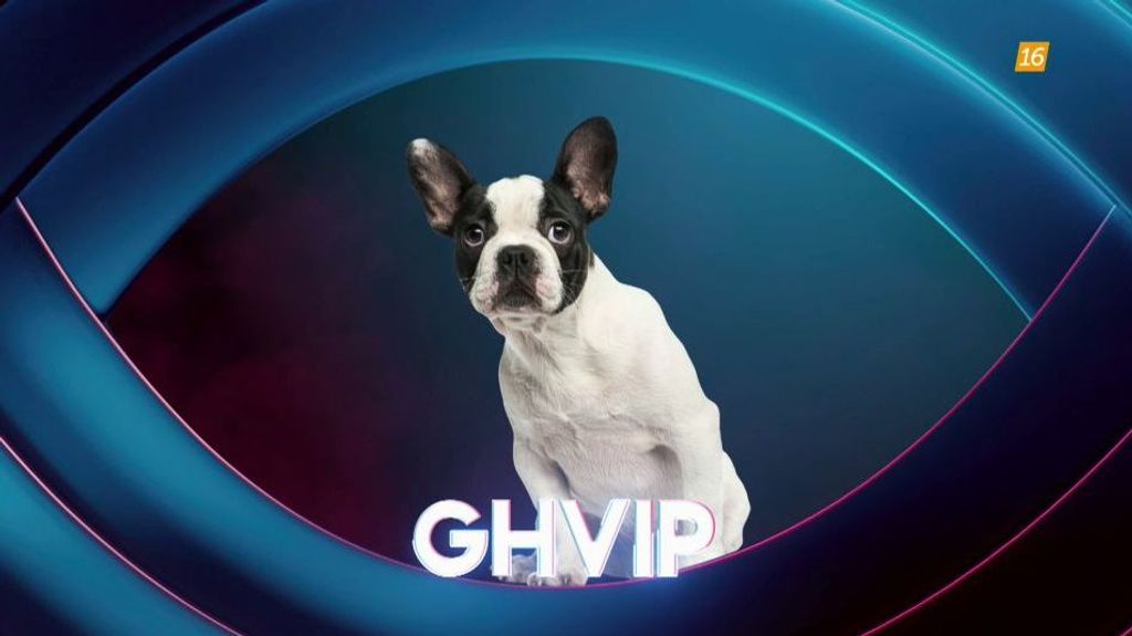 Más pistas de un nuevo concursante de 'GH VIP': un burro, una Barbie, un perro y un espejo