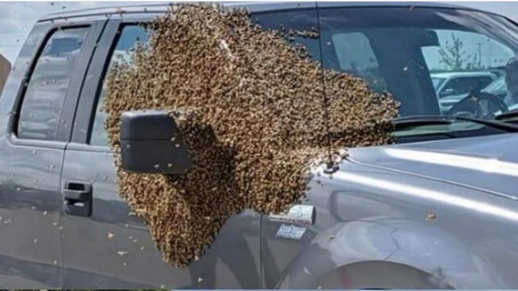 5 millones de abejas sueltas por una carretera de Canadá al caer de las cajas en que las transportaban