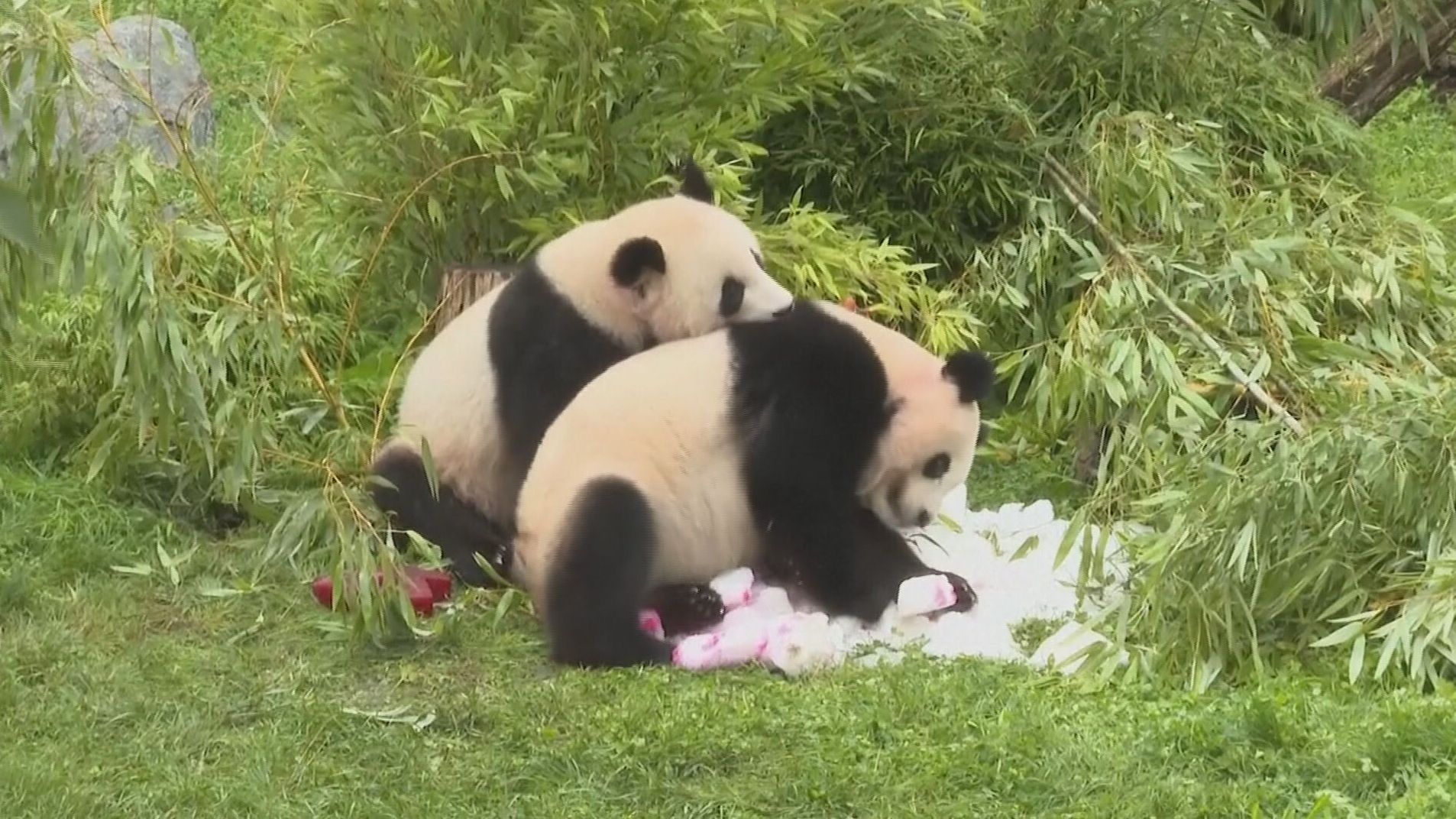 Unos gemelos panda celebran su cumpleaños por todo lo alto en un zoológico de Berlín