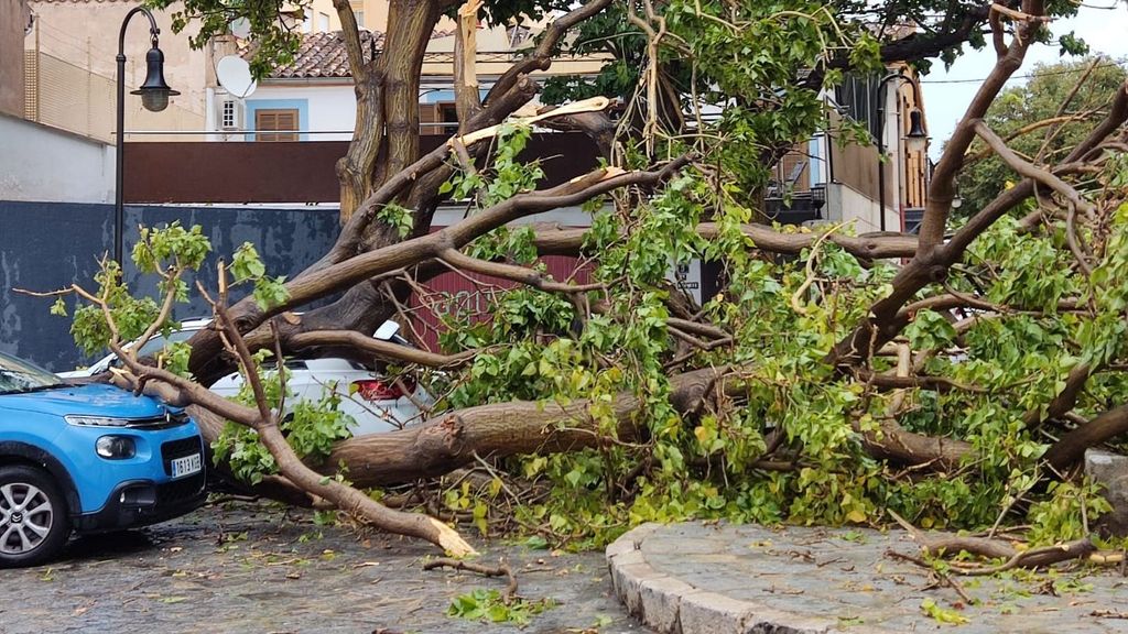 Árboles caídos en Palma de Mallorca el 27 de agosto