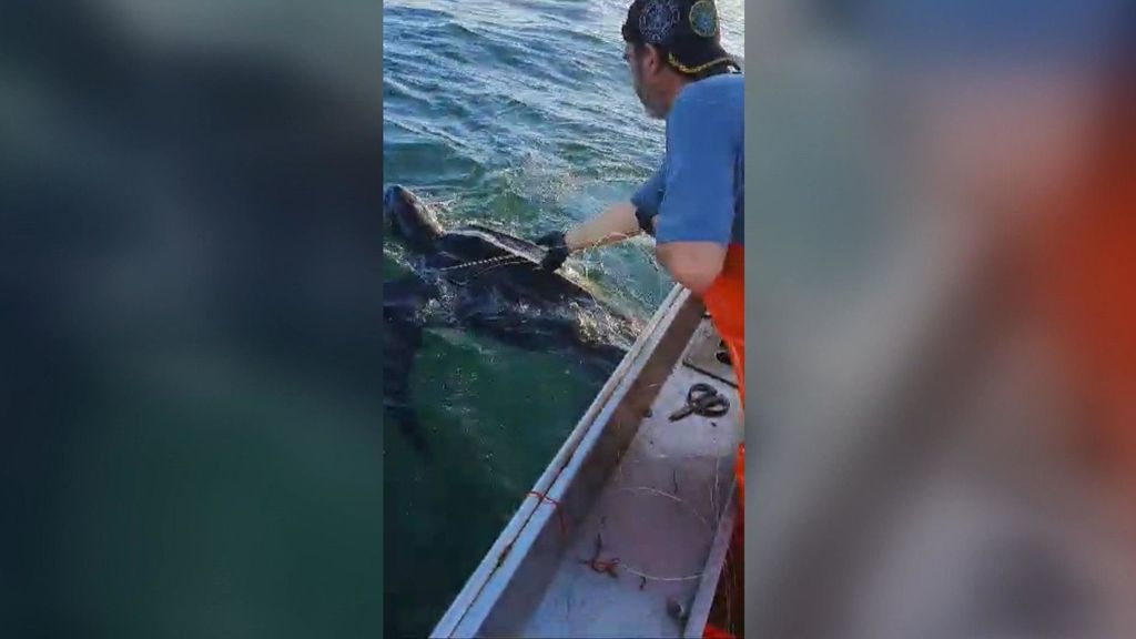 Momento de la liberación de la tortuga.