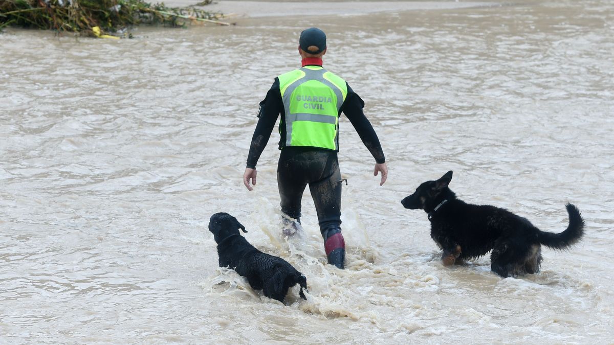 Un agente de la Unidad Cinológica Central busca a los desaparecidos por las inundaciones causadas por la DANA