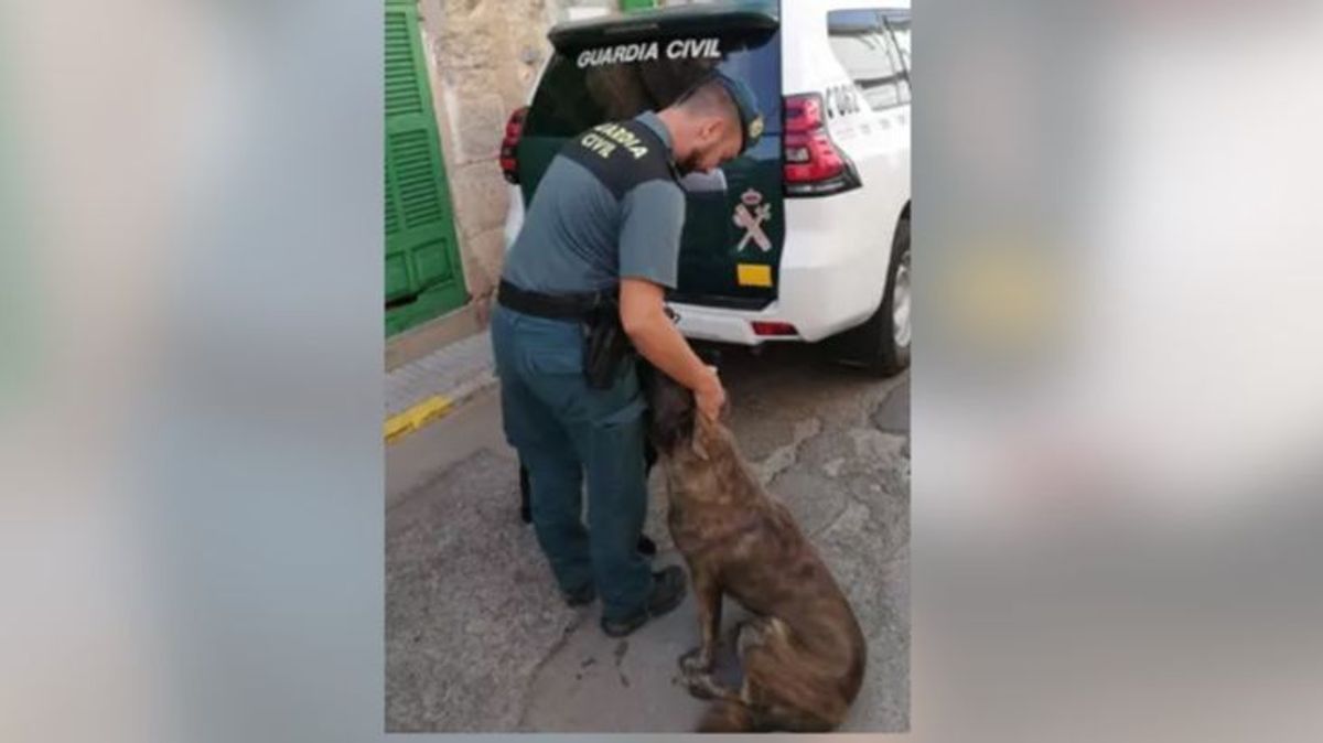 Detienen a un hombre en Sa Pobla que aparecía en vídeos ofreciendo crías vivas de cabra a sus perros