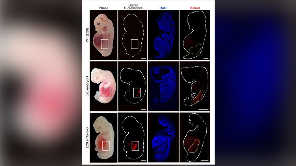Investigadores cultivan riñones embrionarios humanizados en cerdos durante 28 días