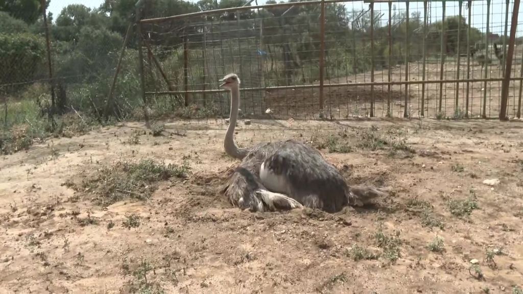 El rescate de los animales del Safari de Madrid afectados por la DANA contado por sus protagonistas