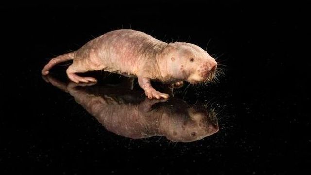 Rata Ropo La rata topo desnuda: ¿Una especie clave para la longevidad?