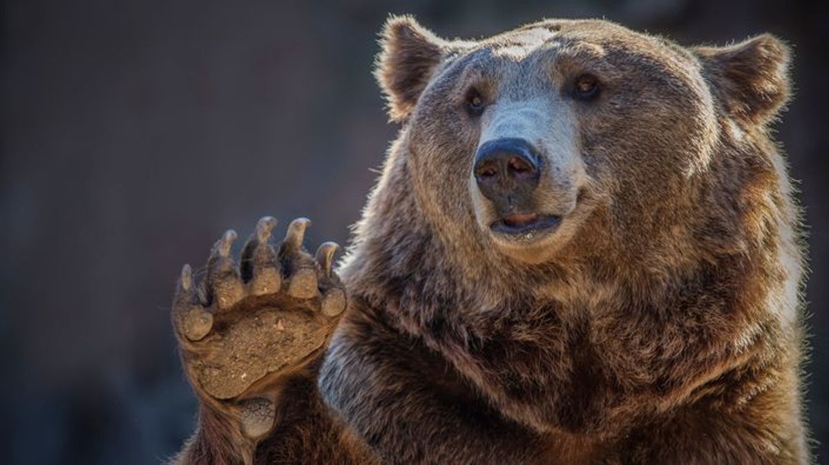 Sacrifican a una osa grizzly, que mató a una excursionista, por entrar en una casa buscando comida