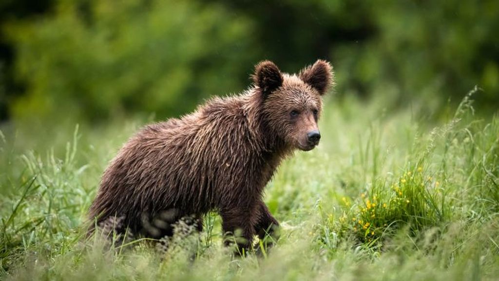 Estudian medidas para alejar a un oso joven que se pasea por diferentes pueblos de Cantabria