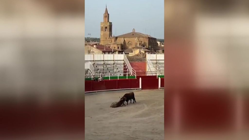 La Fiscalía investiga un acto taurino en Barbastro, Huesca, por crueldad animal