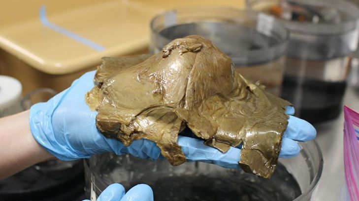 Criatura marina hallada en el Golfo de Alaska