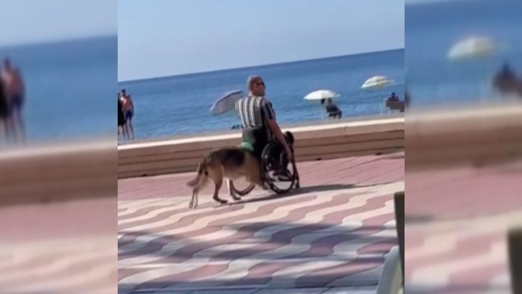Sara, la perrita de Almería que empuja la silla de ruedas de su dueño.