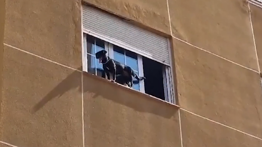 Bomberos salvan a un perro de caer desde la ventana de un tercer piso en Almería