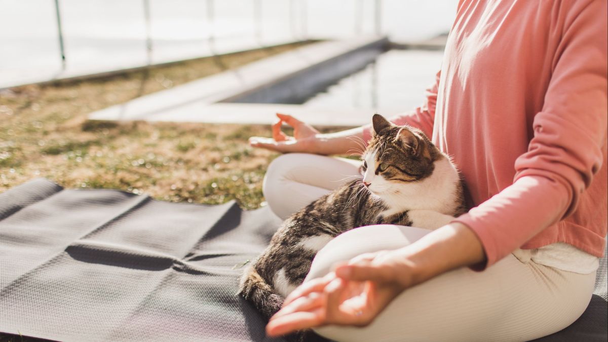 Entre los múltiples beneficios que te puede dar un gato, la relajación.