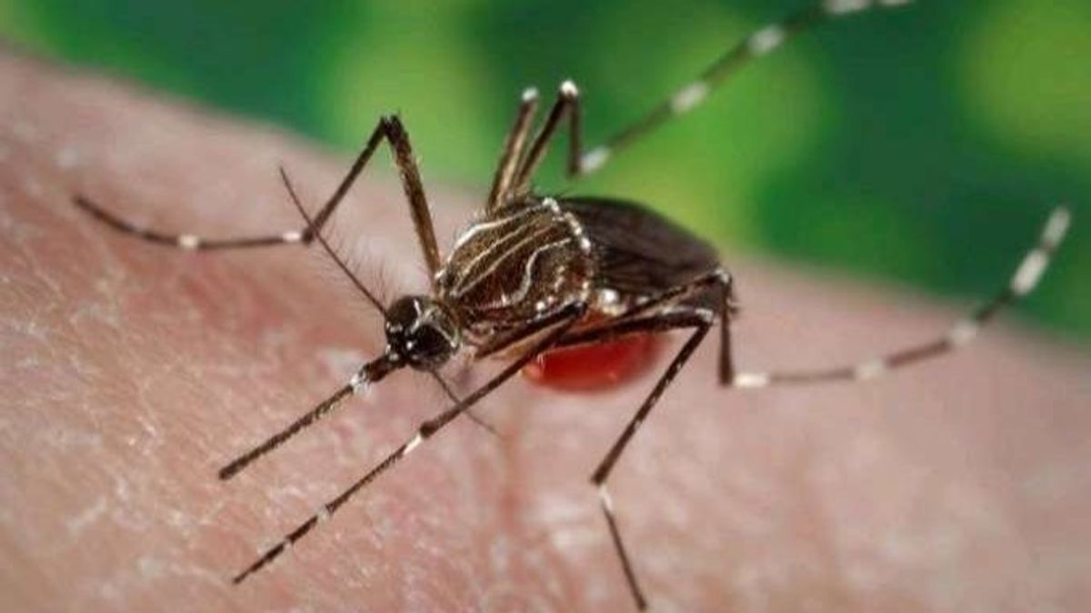 Un mosquito Un mosquito