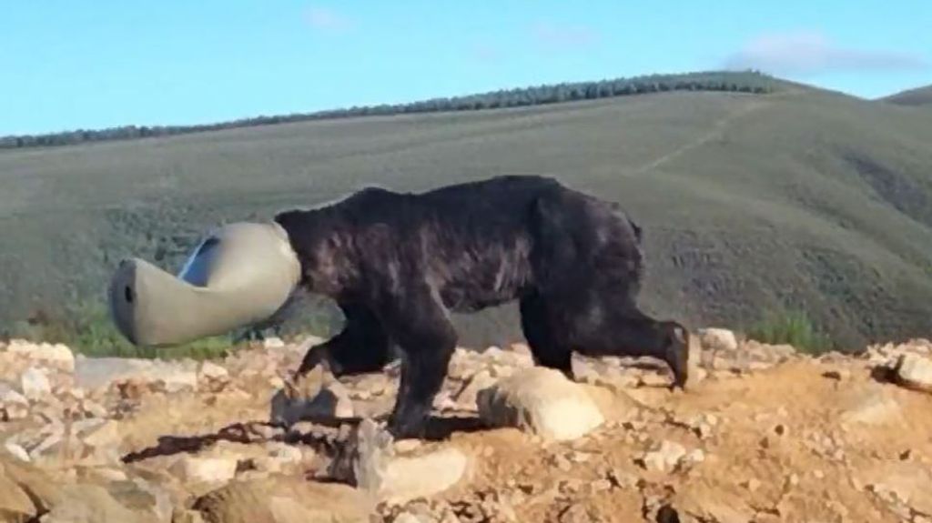 Así liberaron a un oso pardo en León, cuya cabeza quedó atrapada en un bidón de plástico