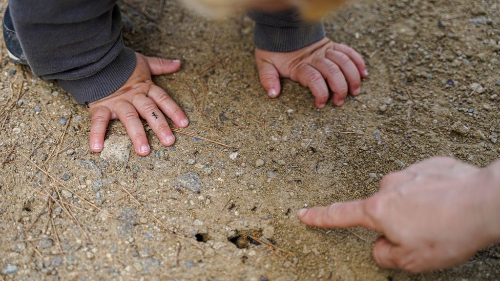 Esta especie, además, podría acabar con otras hormigas locales y causar un desequilibrio ecológico.