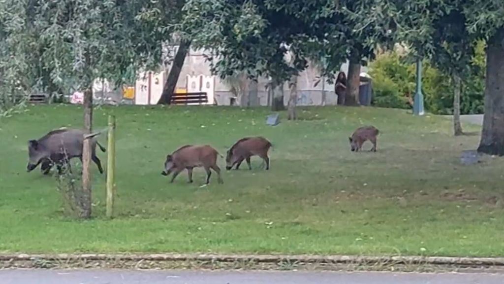 Galicia declara la emergencia cinegética por el exceso de jabalíes: los cazadores podrán abatirlos sin límite