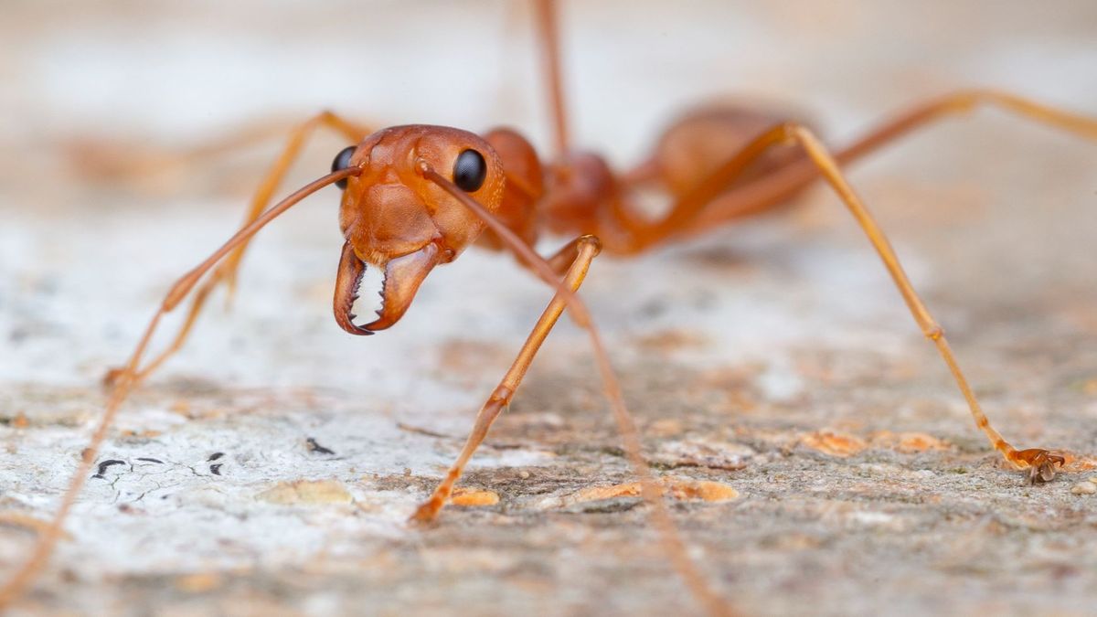 Mira qué carita. La picadura de la 'hormiga de fuego' puede, en casos extremos, producir un shock anafiláctico y la muerte.