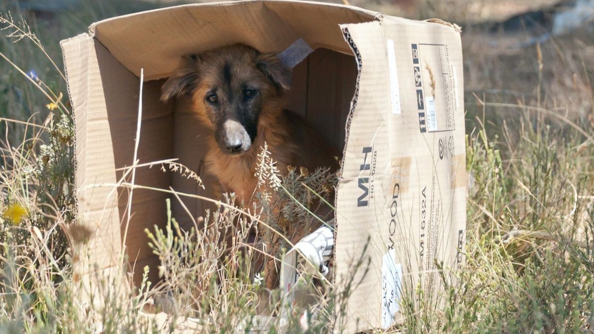 Perro abandonado