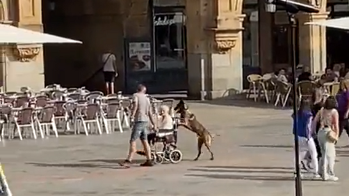 Perro empuja a dueña