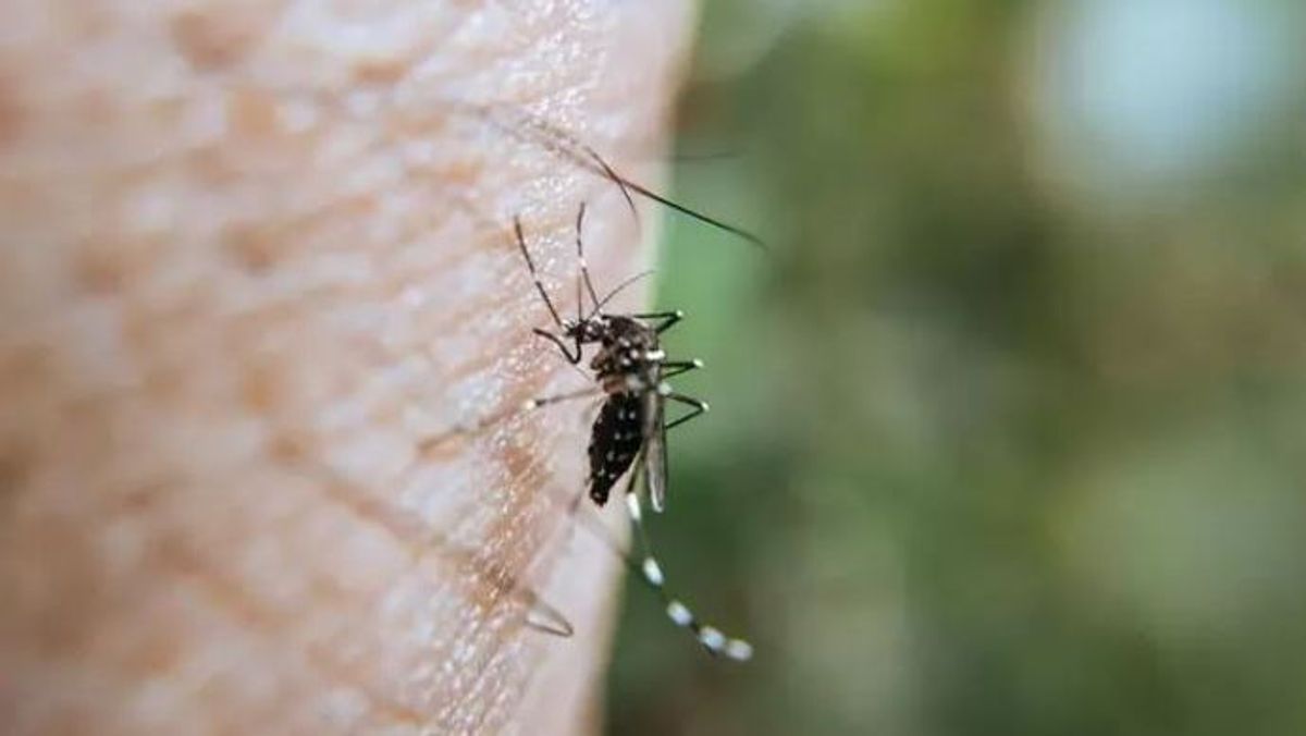 Detectan la presencia de Virus del Nilo Occidental en mosquitos en Sevilla y Cádiz