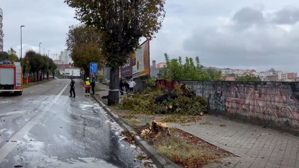 Herida en Vigo tras caer un árbol sobre el vehículo que conducía