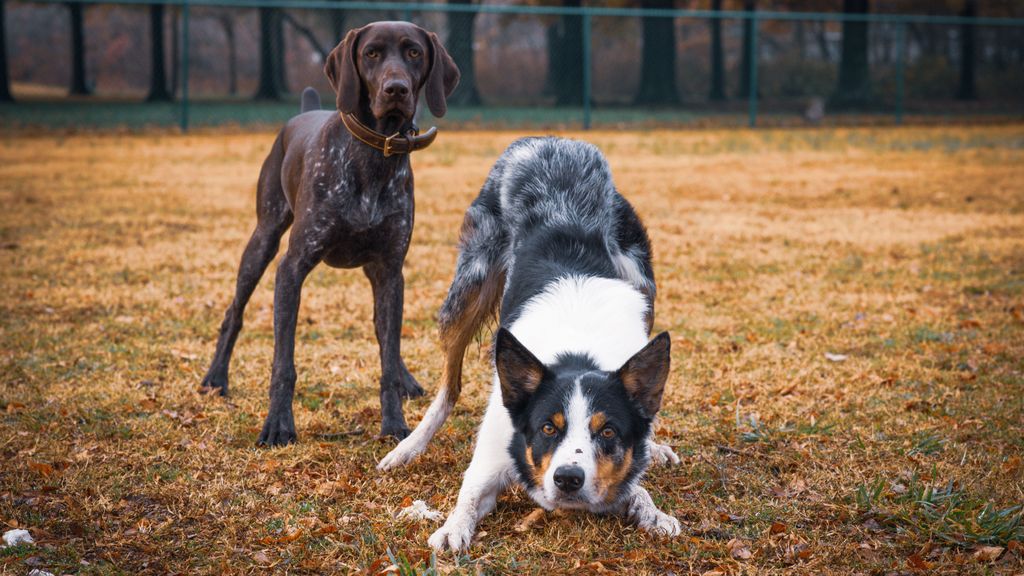 ¿Por qué hay tantos perros en Morga?