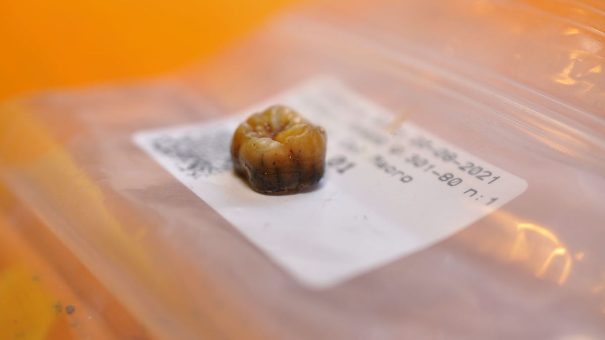 Pieza dental de un neandertal de la Cova Simanya Pieza dental de un neandertal de la Cova Simanya