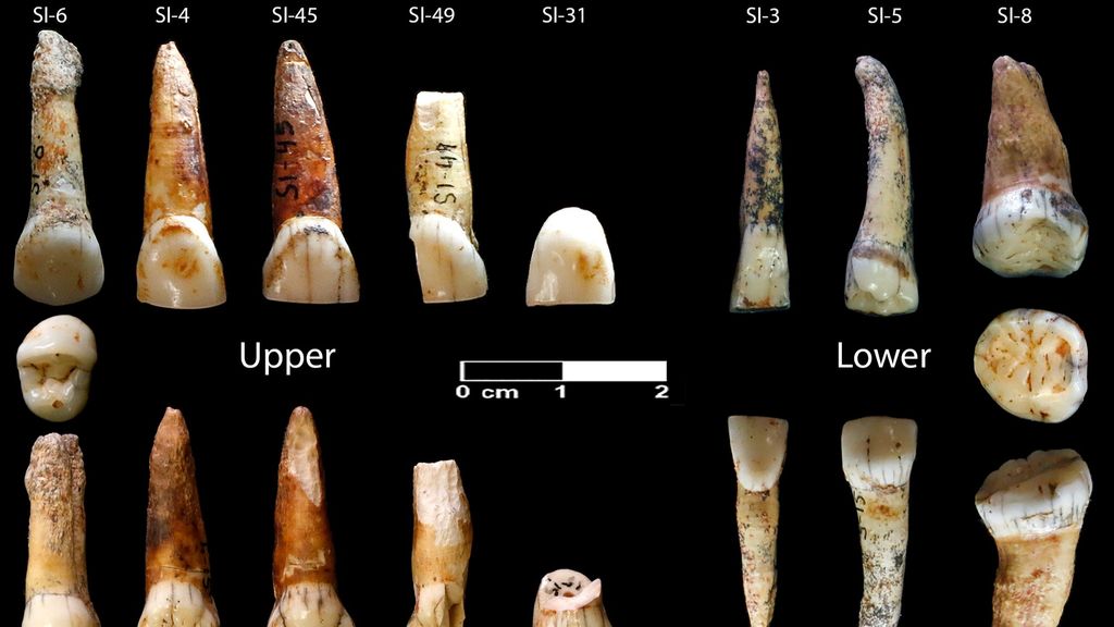 Piezas dentales encontradas en la Cova Simanya