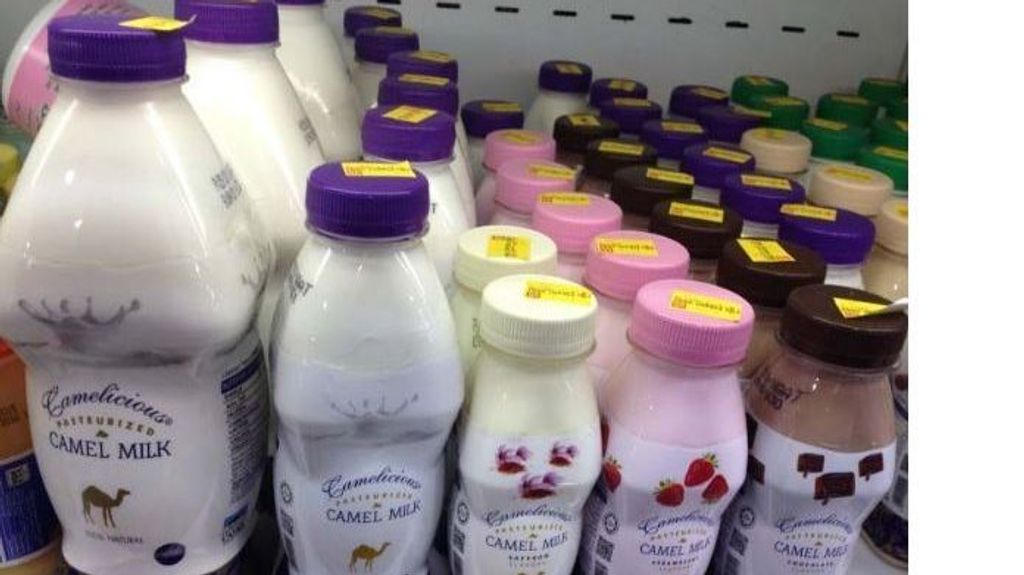 La leche de dromedaria se vende en los supermercados de muchas ciudades de Arabia Saudí, Tunez y Egipto
