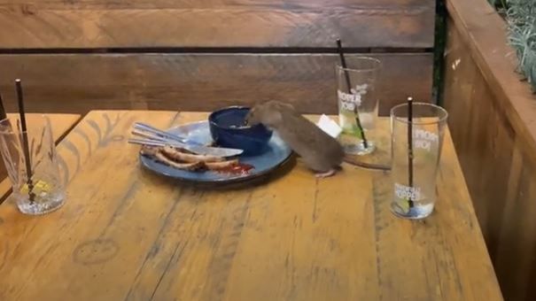 Find a rat eating from a plate of food in a restaurant