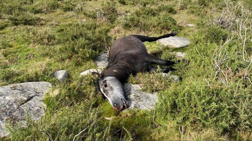 Uno de los animales abatidos.