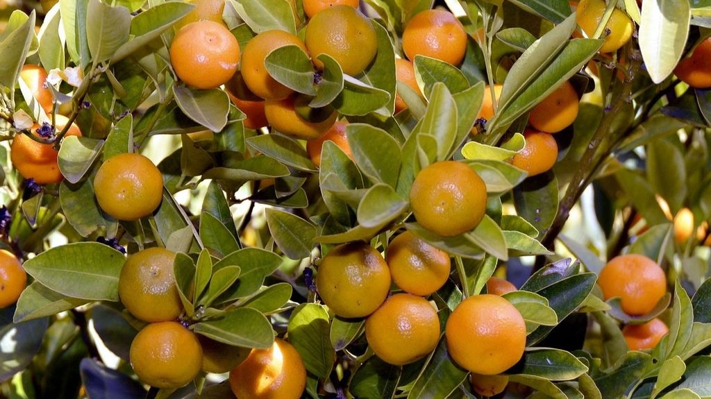 Árbol de mandarinas