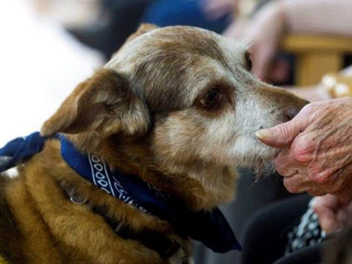 que significa cuando un perro esta ronroneando