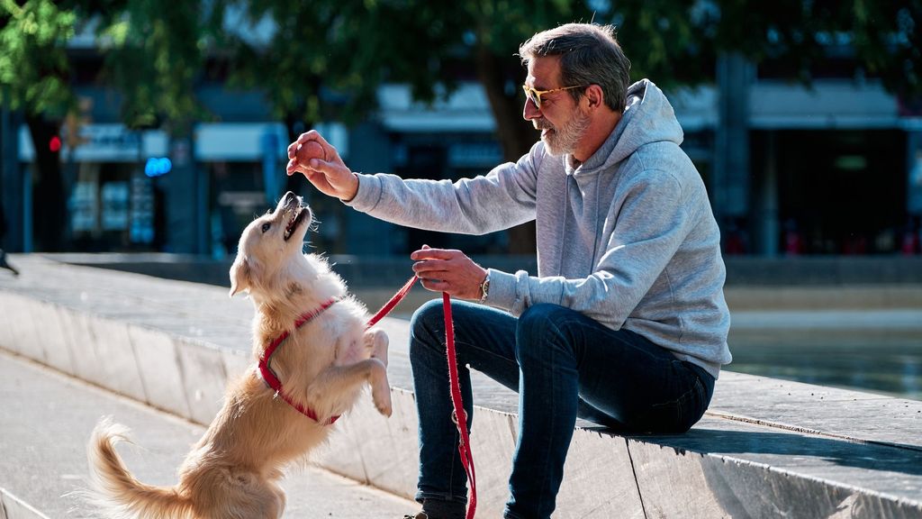 ¿Qué cambia con la Ley de Bienestar Animal?