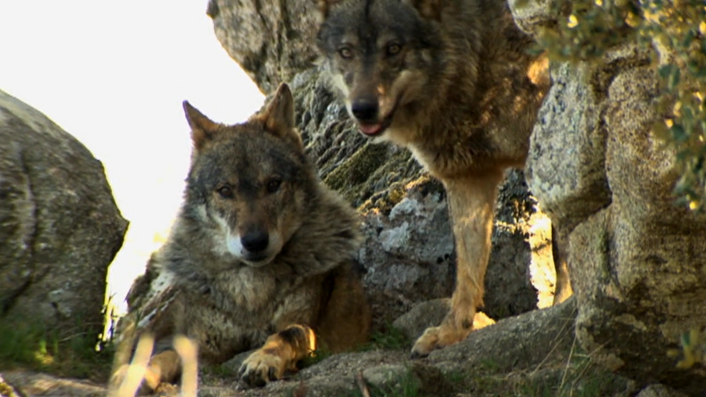 El lobo ibérico: amor-odio a una especie esencial en el equilibrio del ecosistema