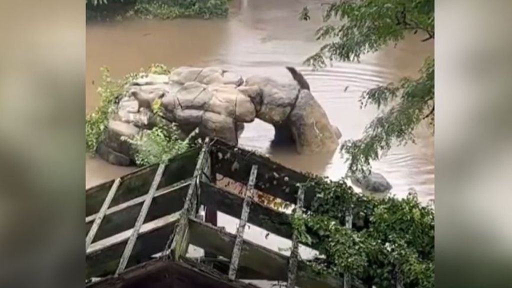 Un león marino escapa de un zoológico de Nueva York durante las inundaciones