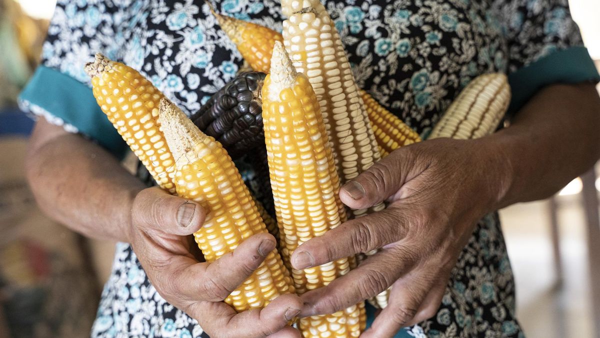 Archivo - Una mujer sujeta unas mazorcas de maíz