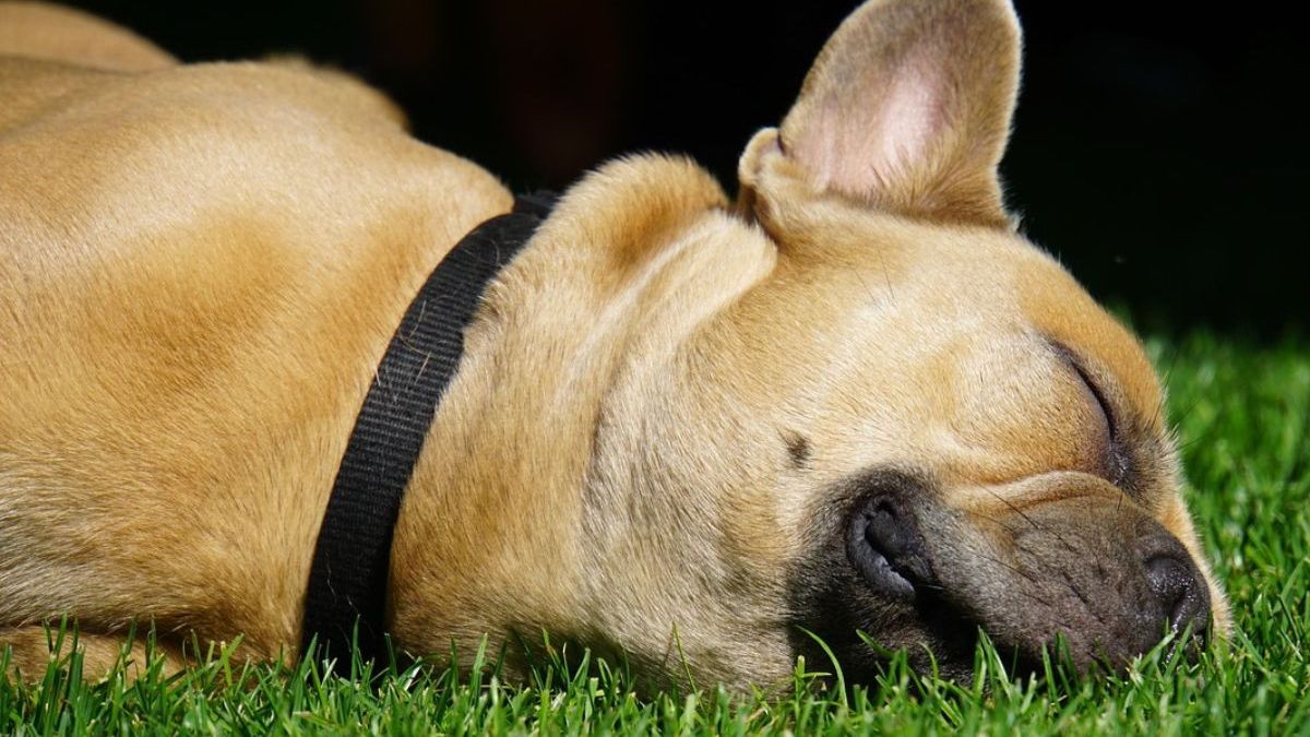 perro tumbado en la hierba