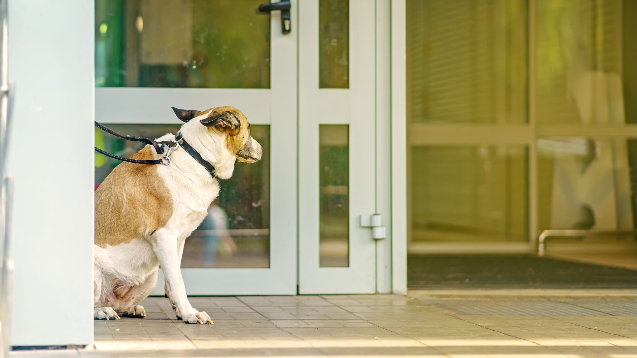Primera multa por la ley de Bienestar animal: 500 euros por dejar al perro atado en la puerta de la farmacia
