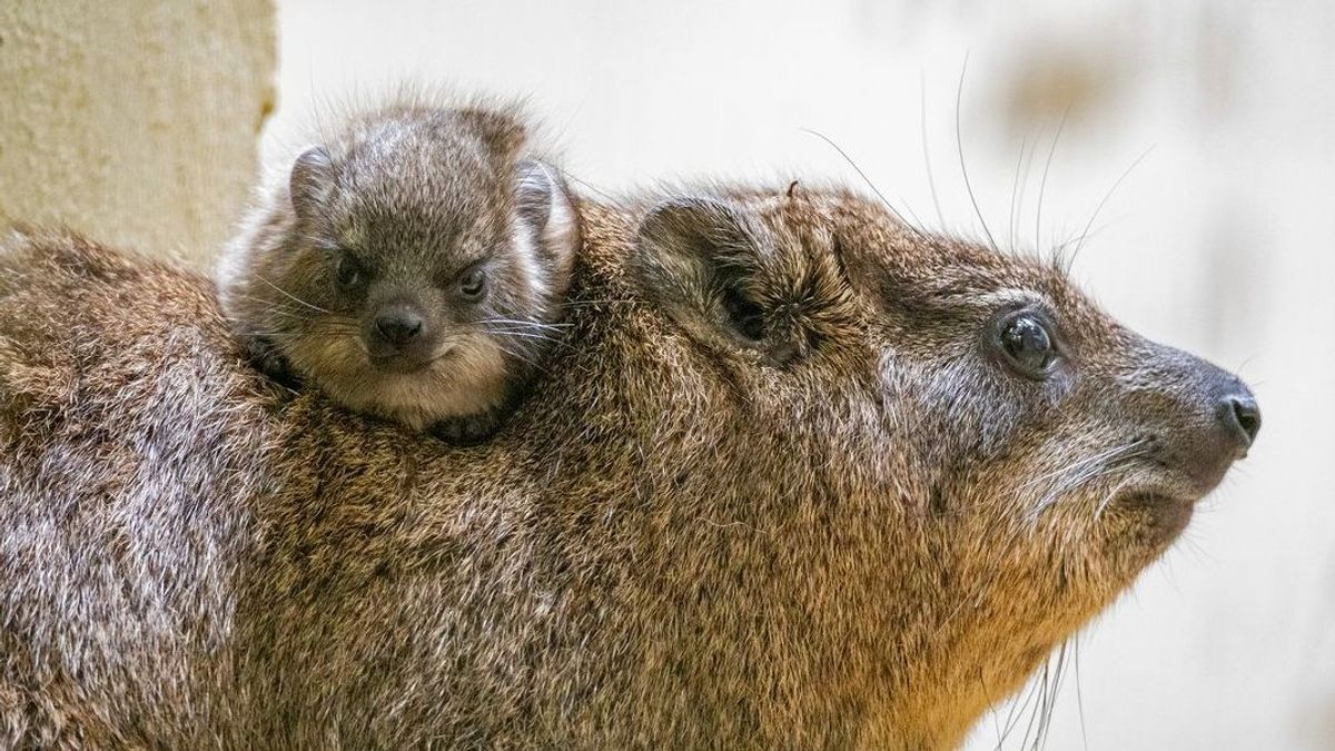 Damán roquero. Instagram Bioparc