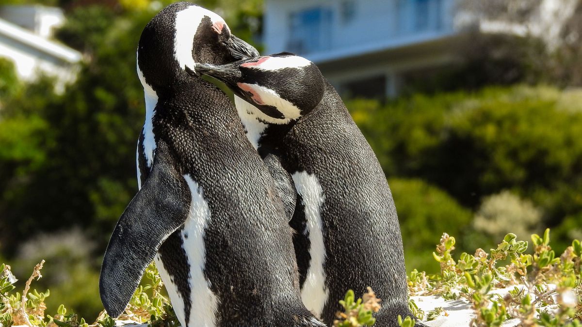 La homosexualidad en el mundo animal, tan natural que se ha observado en más de 1.500 especies