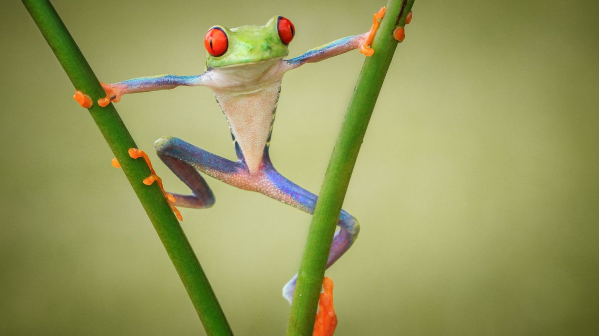 El cambio climático afecta especialmente a las especies de animales anfibios