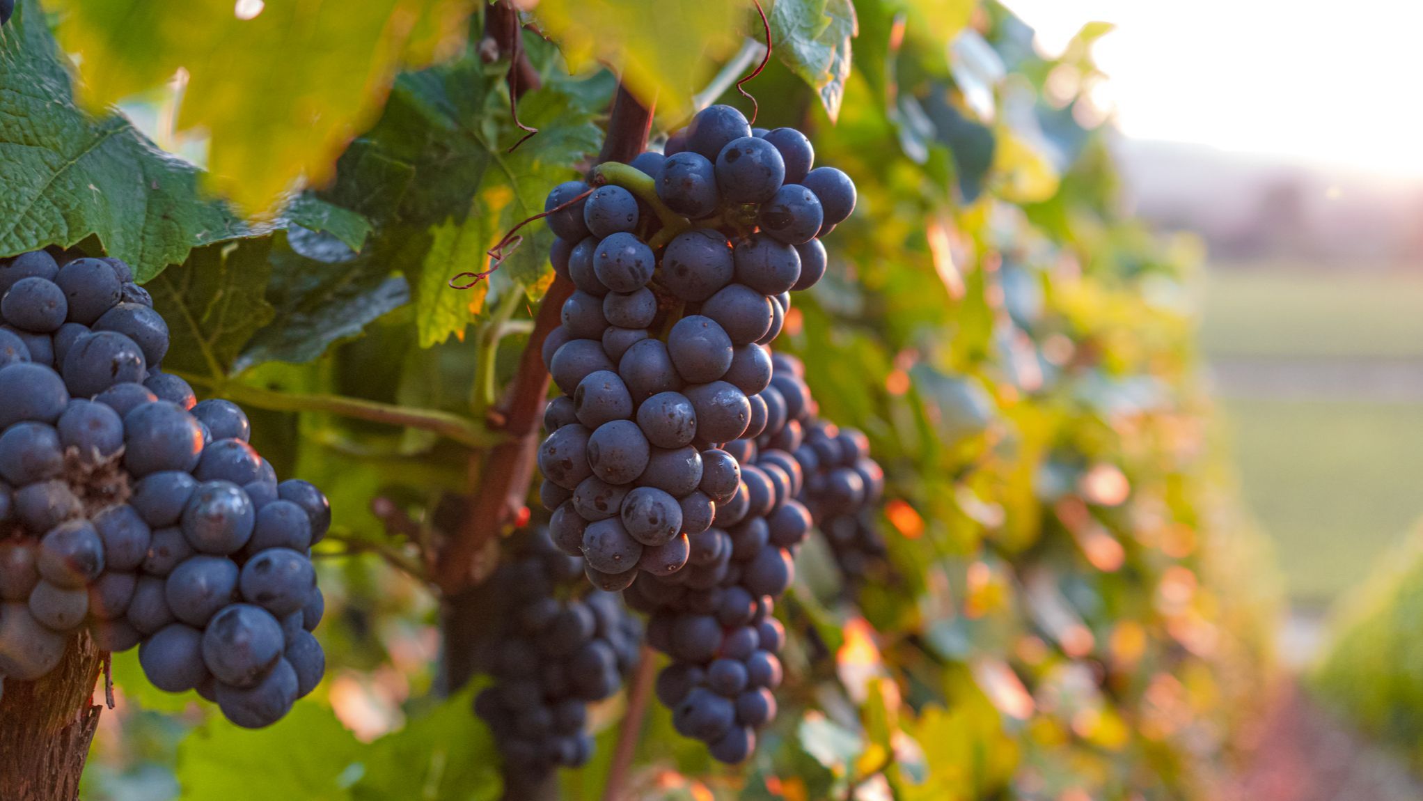 Imputados varios directivos de las bodegas Félix Solís y García Carrión por estafa en la venta de vino