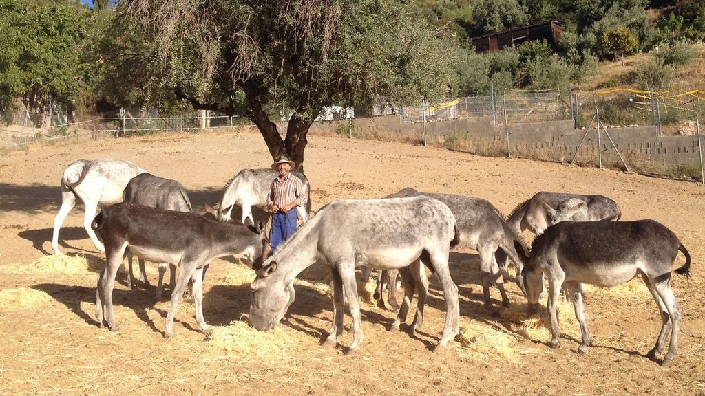 Rafael Fuentes con asnos andaluces en su reserva